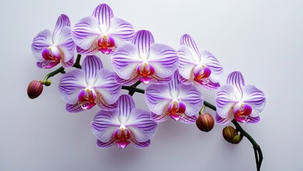 Poster - Vibrant purple and white orchid flowers arranged on a delicate stem against a neutral background