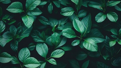 Poster - Dense green leaves background with various textures and shades on a dark surface for natural design concepts.