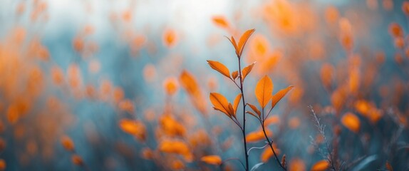 Poster - Autumn leaves with warm orange tones against a blurred background in a soft focus nature scene