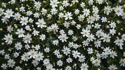 Poster - Dense field of small white flowers with yellow centers surrounded by green leaves in a natural setting