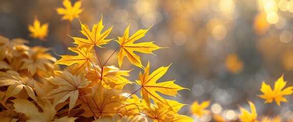 Poster - Golden maple leaves with soft bokeh background in autumn season natural light setting
