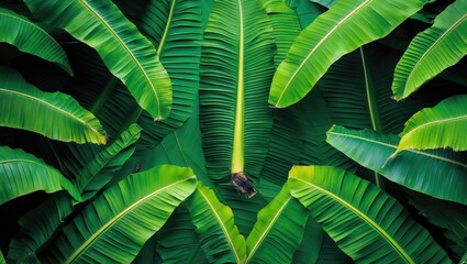 Poster - tropical green banana leaves texture background in natural light with dark shadows