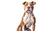 © Maestro - Dog sitting calmly with alert expression indoors