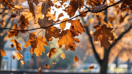 Poster - autumn leaves on branches illuminated by sunlight with a blurred background of trees and buildings i