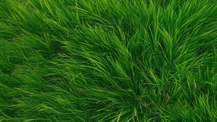 Poster - vibrant green grass texture with blades swaying in a natural outdoor environment in sunny light