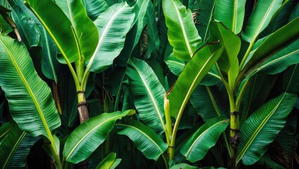 Poster - lush green banana leaves background with rich texture and vibrant colors ideal for nature-themed des