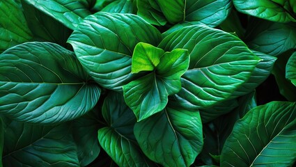Poster - green leaves background texture with vivid color detail and natural patterns in a dense arrangement 