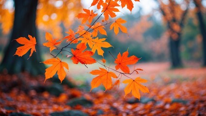 Poster - Vibrant autumn foliage featuring orange and yellow maple leaves with a blurred forest background in soft focus