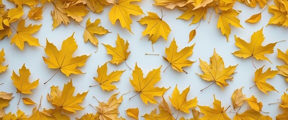 Poster - Yellow maple leaves arranged on a light background creating a flat lay composition showcasing autumn foliage