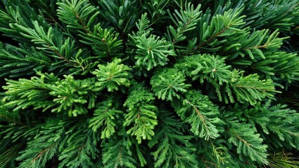 Poster - close-up view of lush green pine tree foliage showing needle-like leaves and dense texture in natura
