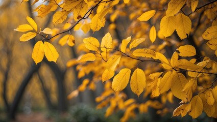 Poster - Close-up of vibrant yellow autumn leaves on tree branches with blurred background of a park showcasing seasonal foliage changes