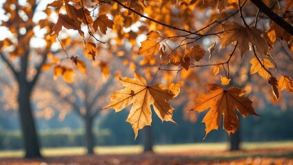 Poster - Autumn leaves on branches with warm golden hues against a blurred background of trees in a park setting during daylight