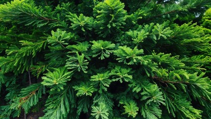 Poster - close-up of lush green foliage featuring intricate needle-like leaves of a coniferous plant suitable