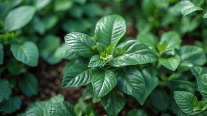 Poster - close-up of vibrant green leaves on a healthy plant in natural sunlight showing detailed leaf textur