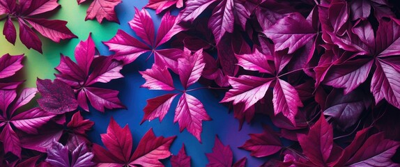 Poster - Purple and red foliage leaves on contrasting gradient background in vibrant colors for natural design elements