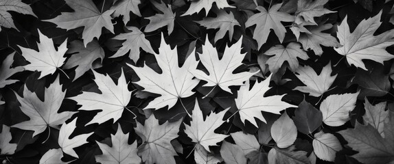 Poster - Black and white texture of various fallen leaves arranged on ground surface in natural setting