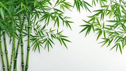 Poster - bamboo plant with green leaves on a light background showcasing nature and greenery in a minimalist 