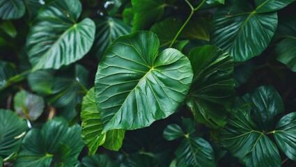 Poster - Dense green foliage with large textured leaves showcasing various shades of green in a natural environment.