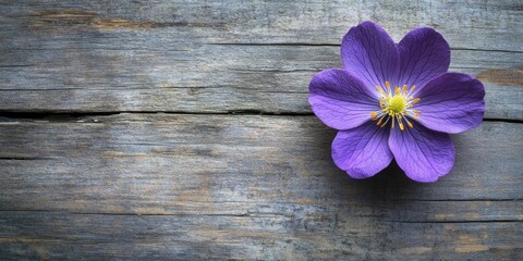 Aufkleber - Purple flower with delicate petals positioned left on weathered wooden background showcasing textures and muted tones symbolizing springtime beauty