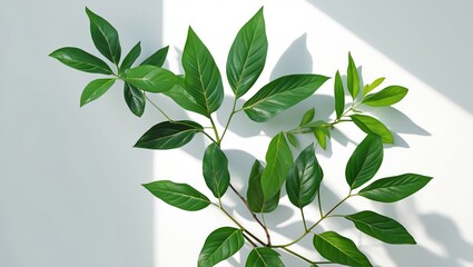 Poster - Lush green leaves casting soft shadows against a bright white background showcasing nature's beauty and tranquility.
