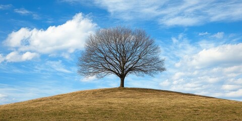 Poster - Lonely bare tree on a gentle grassy hill under a bright blue sky with fluffy white clouds creating a serene and peaceful landscape scene.