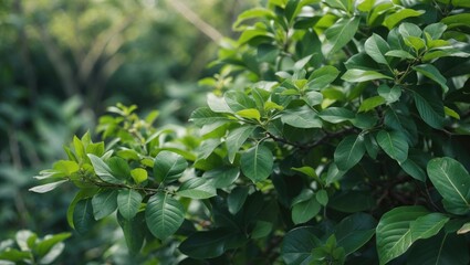 Poster - Lush Green Foliage in Natural Environment Showcasing Vibrant Leaves and Healthy Plant Life Amidst a Serene Outdoor Setting
