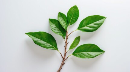 Poster - Lush green tree leaves on a clean white background showcasing nature's beauty and freshness in a minimalist design.