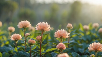 Poster - Delicate pink flowers illuminated by morning light in a soft focus setting with ample space for text overlay and design elements.