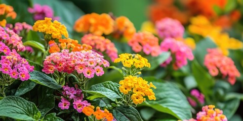Aufkleber - Vibrant garden scene featuring clusters of colorful Lantana flowers in shades of pink, orange, and yellow amidst lush green leaves.