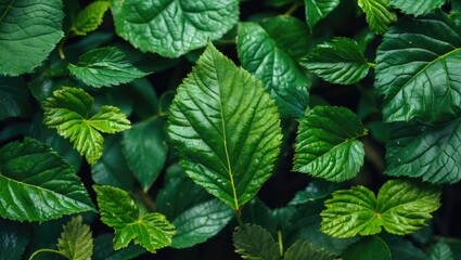 Poster - Lush green leaves creating a vibrant natural texture in a verdant forest setting emphasizing the beauty of nature's greenery.