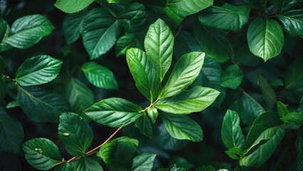 Poster - Lush green leaves in natural environment showcasing vibrant textures and rich foliage for outdoor and botanical themes.