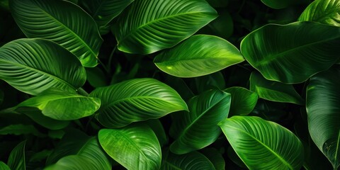 Leinwandbilder - Lush green foliage fills the image with varying shades of dark green creating a serene natural backdrop perfect for artistic projects.