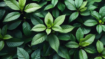 Poster - Lush green leaves arranged harmoniously creating a vibrant natural backdrop with varying shades and textures for an organic feel.