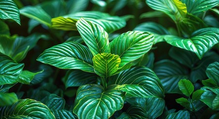 Poster - Vibrant green foliage with intricate patterns showcasing nature's beauty and tranquility in a lush garden setting.