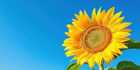 Poster - Vibrant yellow sunflower with detailed petals and seeds positioned against a vivid blue sky creating a bright, cheerful atmosphere.