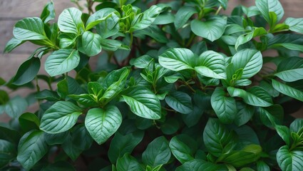 Poster - Lush green foliage of Nephthytis plant showcasing vibrant leaves with textured patterns against a natural backdrop ideal for plant enthusiasts.