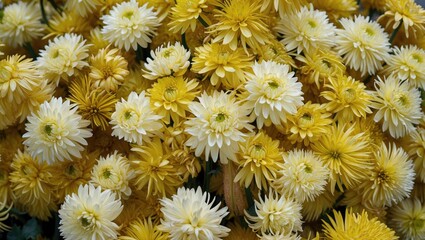 Canvas Print - Close-up view of vibrant wet yellow and white chrysanthemums blooming in a lush garden setting showcasing their intricate petal details.