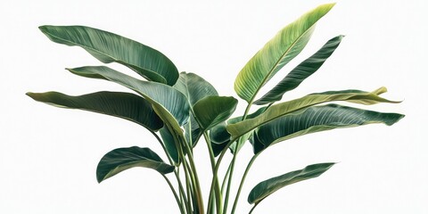 Aufkleber - Vibrant green tropical plant with large, curved leaves against a white background, showcasing a natural and lush aesthetic ideal for wellness themes.