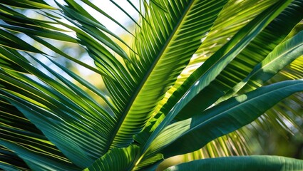 Poster - Close up of vibrant green tropical palm leaves illuminated by daylight creating a textured natural background.