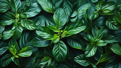 Poster - Lush green leaf texture for natural backgrounds and designs showcasing vibrant foliage and rich botanical aesthetics.