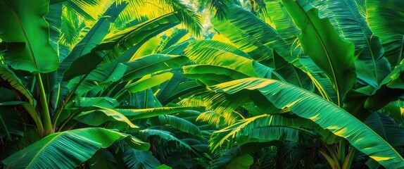 Poster - Lush green banana leaf texture creating a vibrant natural background for tropical designs and botanical themes