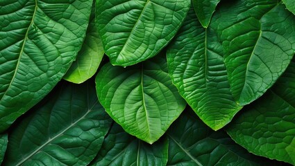 Wall Mural - Detailed macro close-up of lush green leaf textures showcasing intricate patterns and rich natural colors for background or design use.