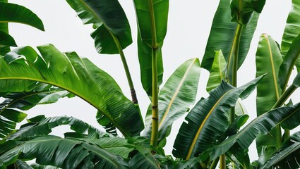 Poster - Lush green banana leaves creating a vibrant tropical backdrop highlighting texture and natural beauty in nature-inspired design