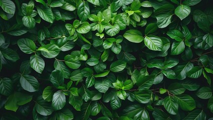 Poster - Lush green leaves forming a vibrant natural background texture ideal for design and decoration purposes.