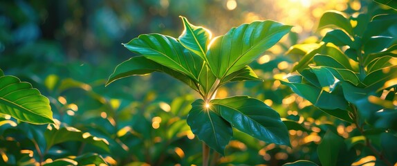 Poster - Morning sunlight filtering through lush green leaves creating a vibrant natural landscape with a serene atmosphere.