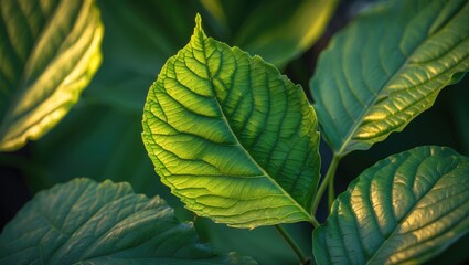 Poster - Detailed close-up of a green leaf showcasing intricate texture illuminated by soft sunlight and vibrant shades in a natural setting.