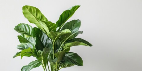 Poster - Lush green leafy plant in a modern pot positioned against a minimalistic light background showcasing vibrant foliage and natural beauty