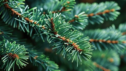 Aufkleber - Close up shot of a vibrant pine branch showcasing fine needles and brown buds, emphasizing nature's intricate details and textures.
