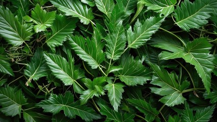 Poster - Lush green vetiver leaves creating a natural background texture ideal for organic or botanical themed designs and presentations