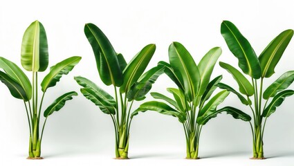 Poster - Vibrant green banana leaves arranged in a group on a white background showcasing their unique shape and texture for botanical design purposes.